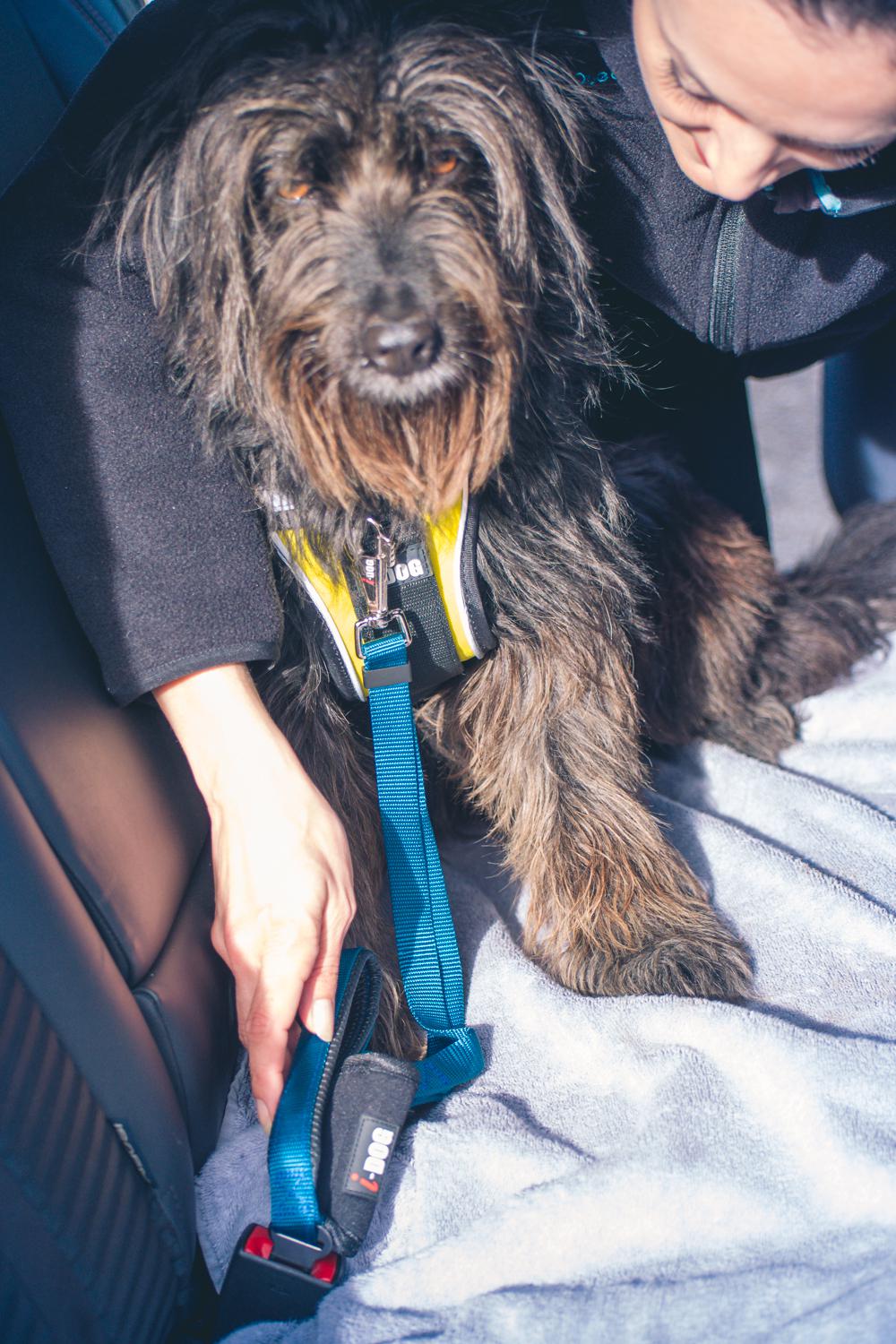 Security Car Lead (I - dog) - SnowPaw Store - i - Dog - Dog Collars, Leads, Belts